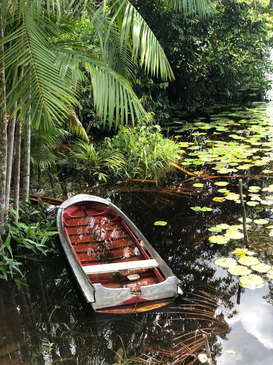 Amazon TreeRing Research