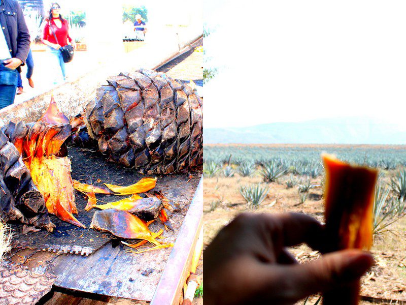 How Tequila is Made (What I Learned from Tequila City Tour)