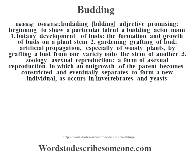 Budding definition Budding meaning words to describe someone
