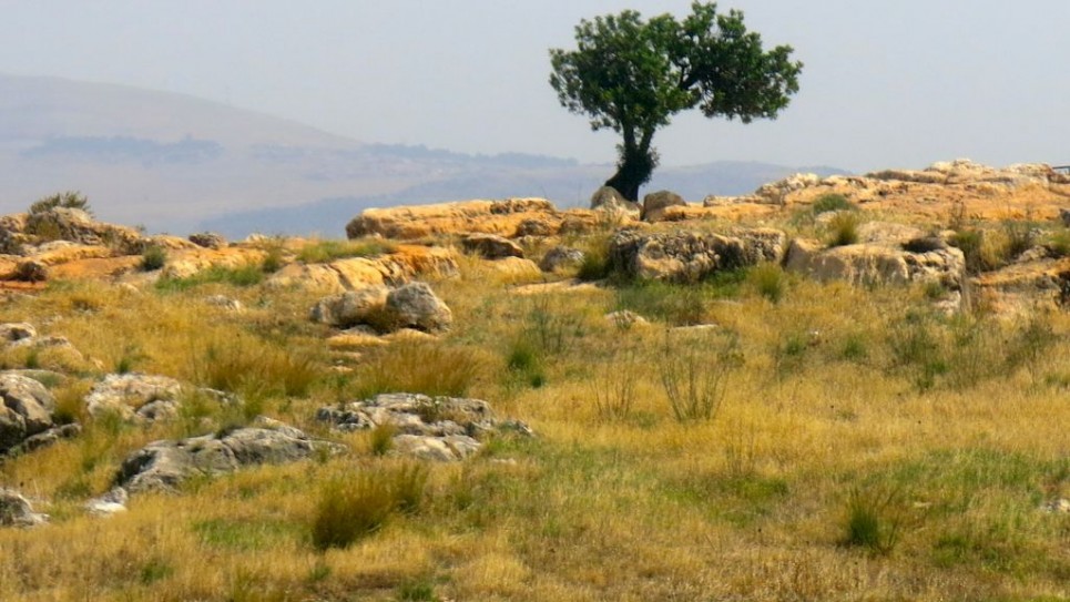 House of Figs Wordwalk