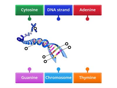 Structure dna - Teaching resources