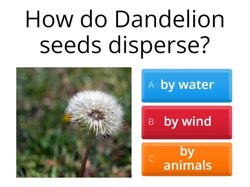 Seed Dispersal Quiz