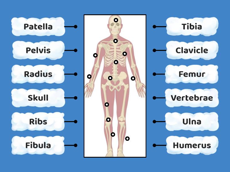 Skeletal system - Labelled diagram