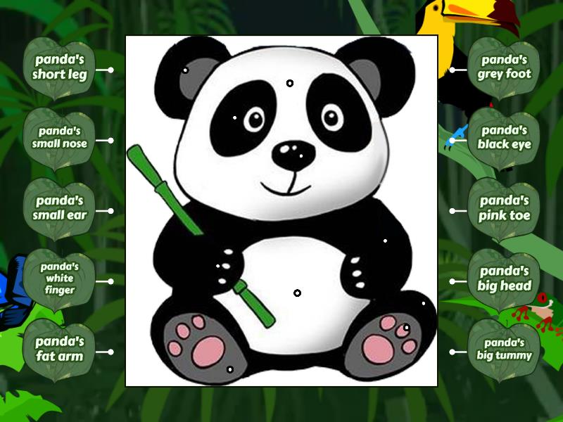 Starters1 (15) What does a panda look like? Labelled diagram