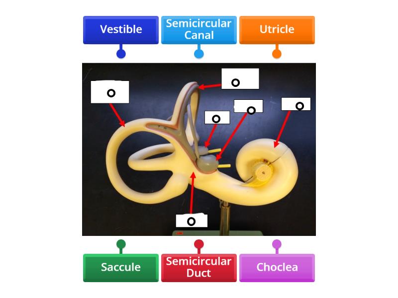 Inner Ear Model - Labelled diagram