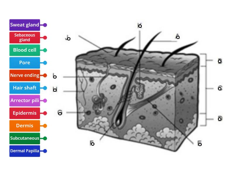 Skin diagram to label - Labelled diagram