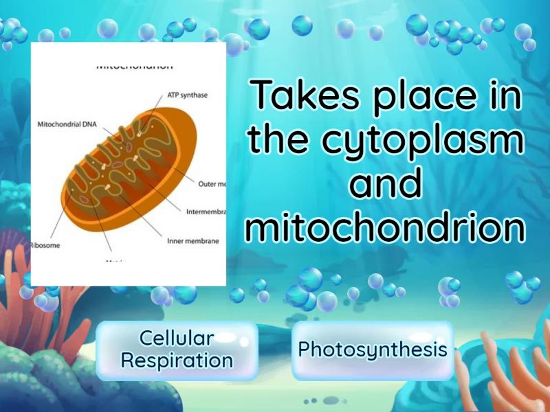 Cellular Respiration and Photosynthesis True or false