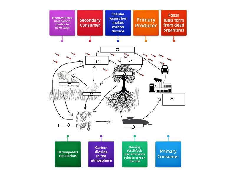 The Carbon Cycle - Labelled diagram