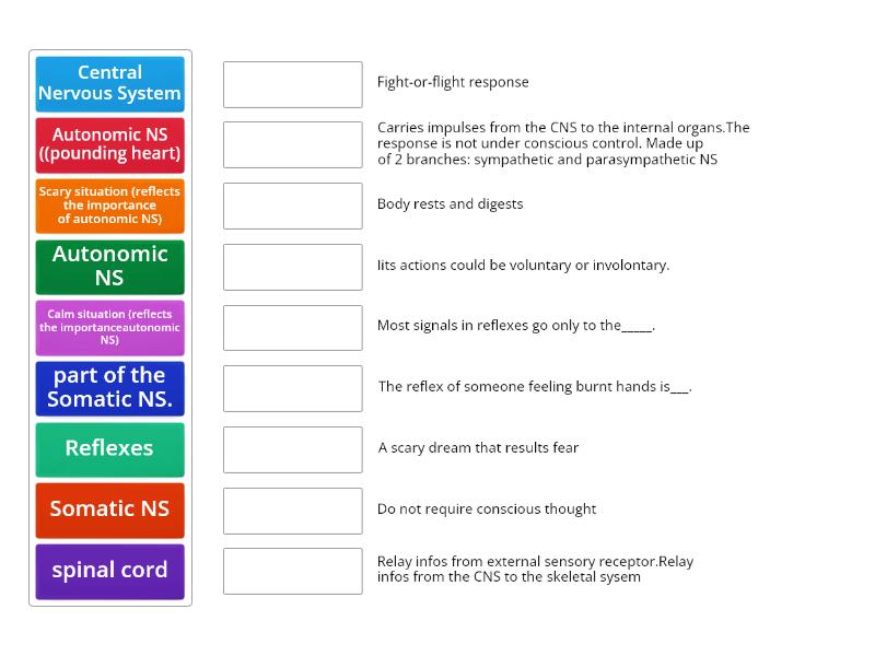 Somatic Vs. Autonomic Nervous System - Match up