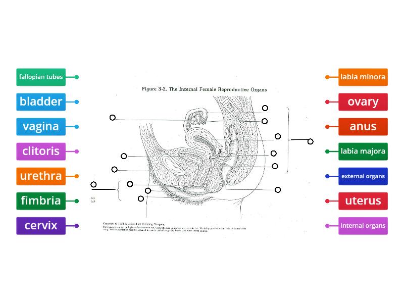 Female Reproductive System Labeling - Diagrama con etiquetas
