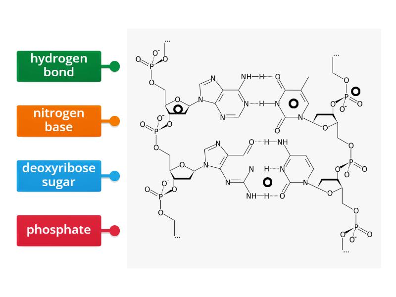 DNA Structure - Labelled diagram