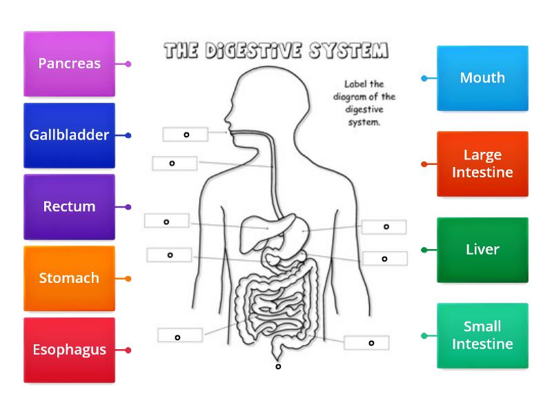 Diagram: Digestive System - Labelled diagram