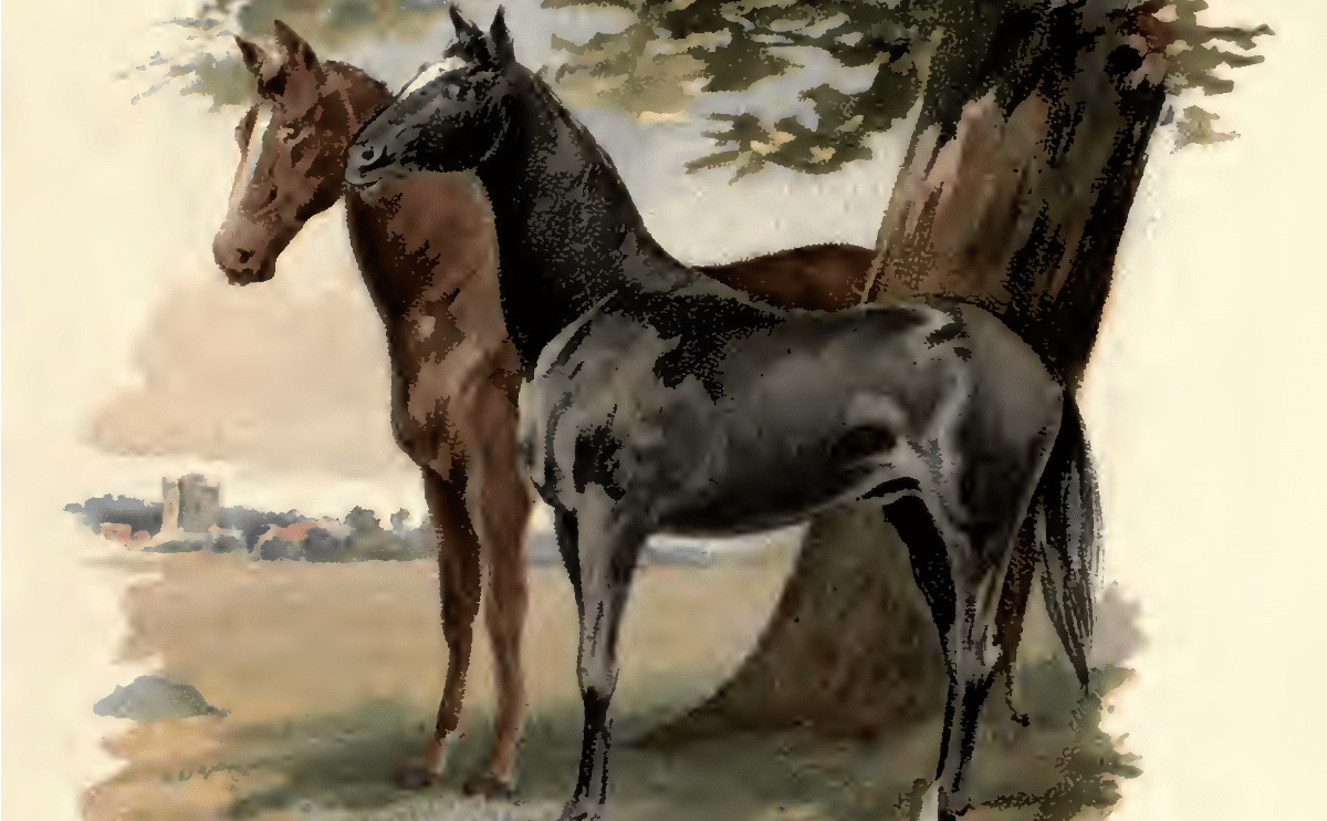 37 Best Quotes "Black Beauty" (Handpicked)