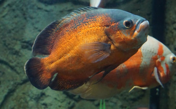 熱帯魚、オスカーの飼育方法を紹介！成長速度や寿命の長さは？ Woriver