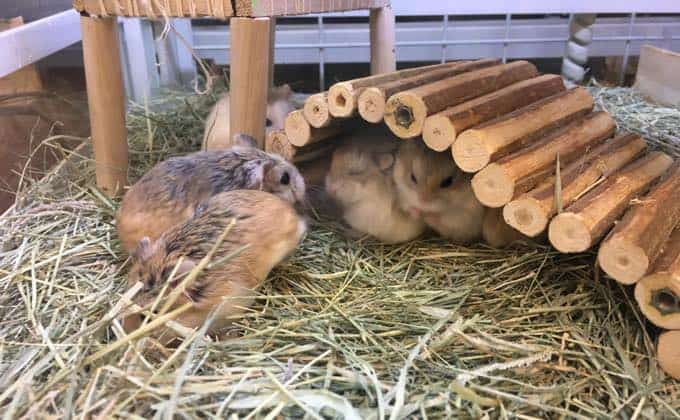 [最も共有された！ √] 100 均 ハムスター サークル 作り方 238153