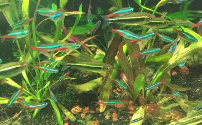 ネオンテトラと一緒に飼える魚や生き物は何がいる？ | トロピカ ネオンテトラの混泳の相性！16種類との向き不向きを紹介！ - Woriver