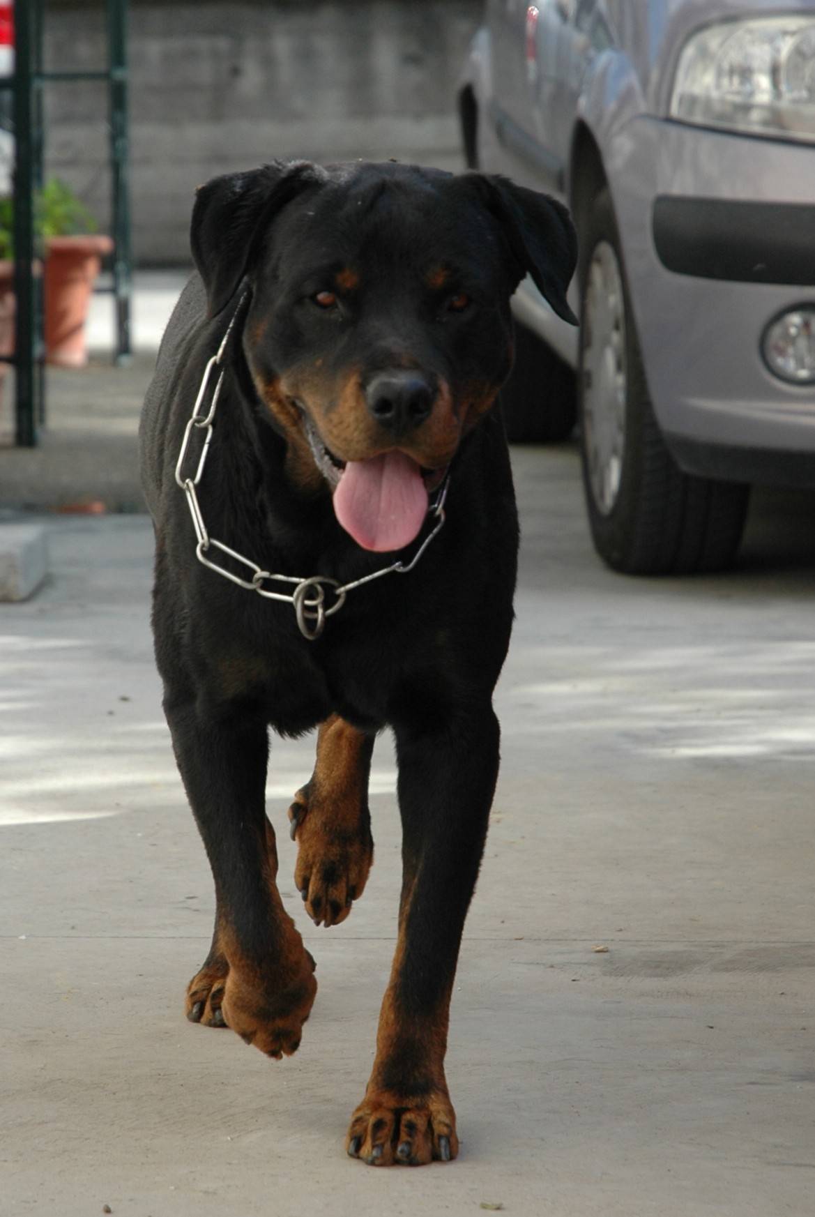 Types of Injuries Suffered in New York Dog Attacks New York Personal