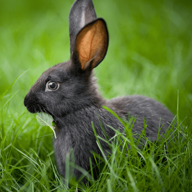 Work Horse Tack Equestrian Gear