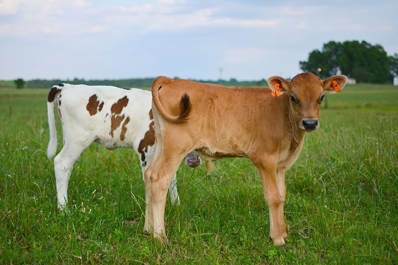 Organic, GrassFed, Animal Welfare Approved Dairy