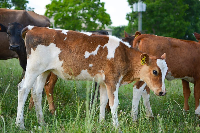 Organic, GrassFed, Animal Welfare Approved Dairy