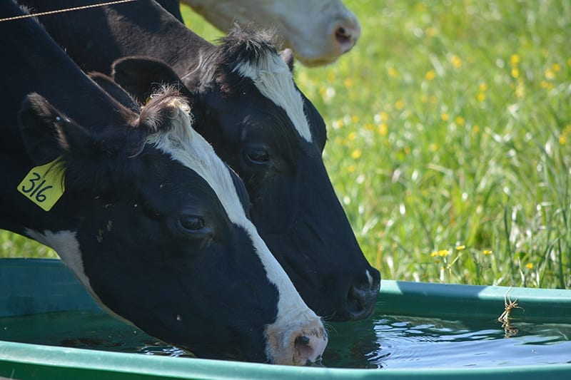 Organic, GrassFed, Animal Welfare Approved Dairy