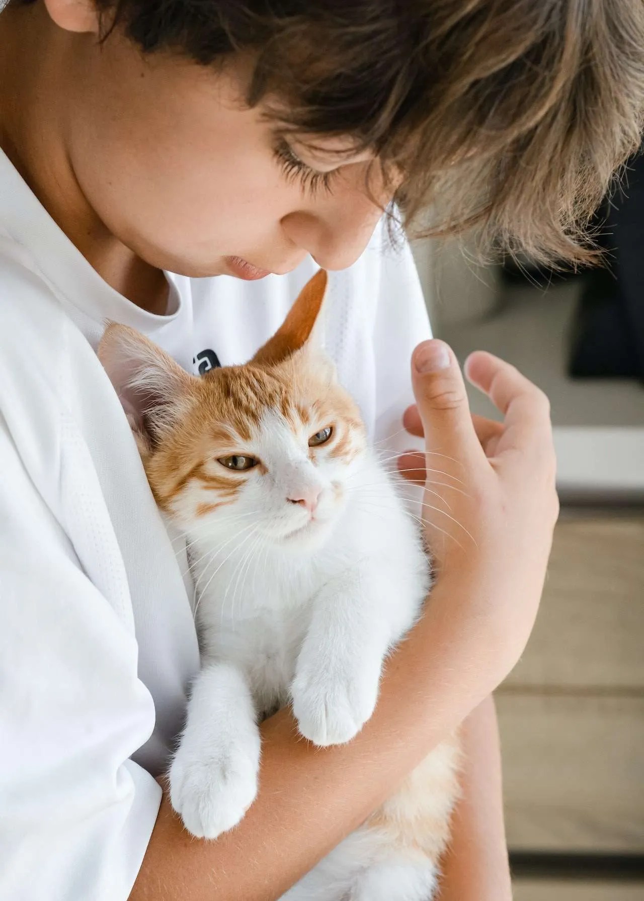 5 Reasons Your Family Should Adopt a Cat Working Daddy