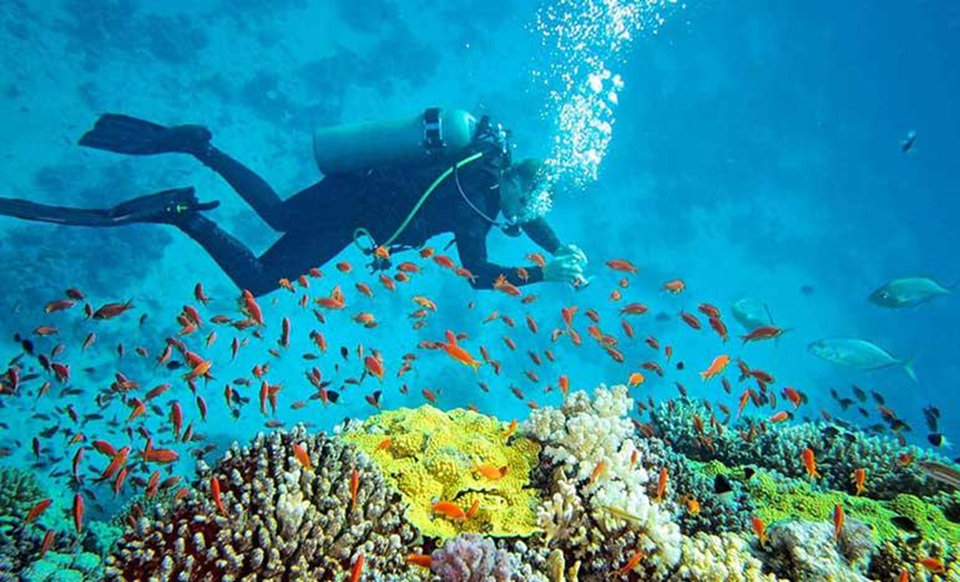 All about scuba diving in Andaman Working Daddy