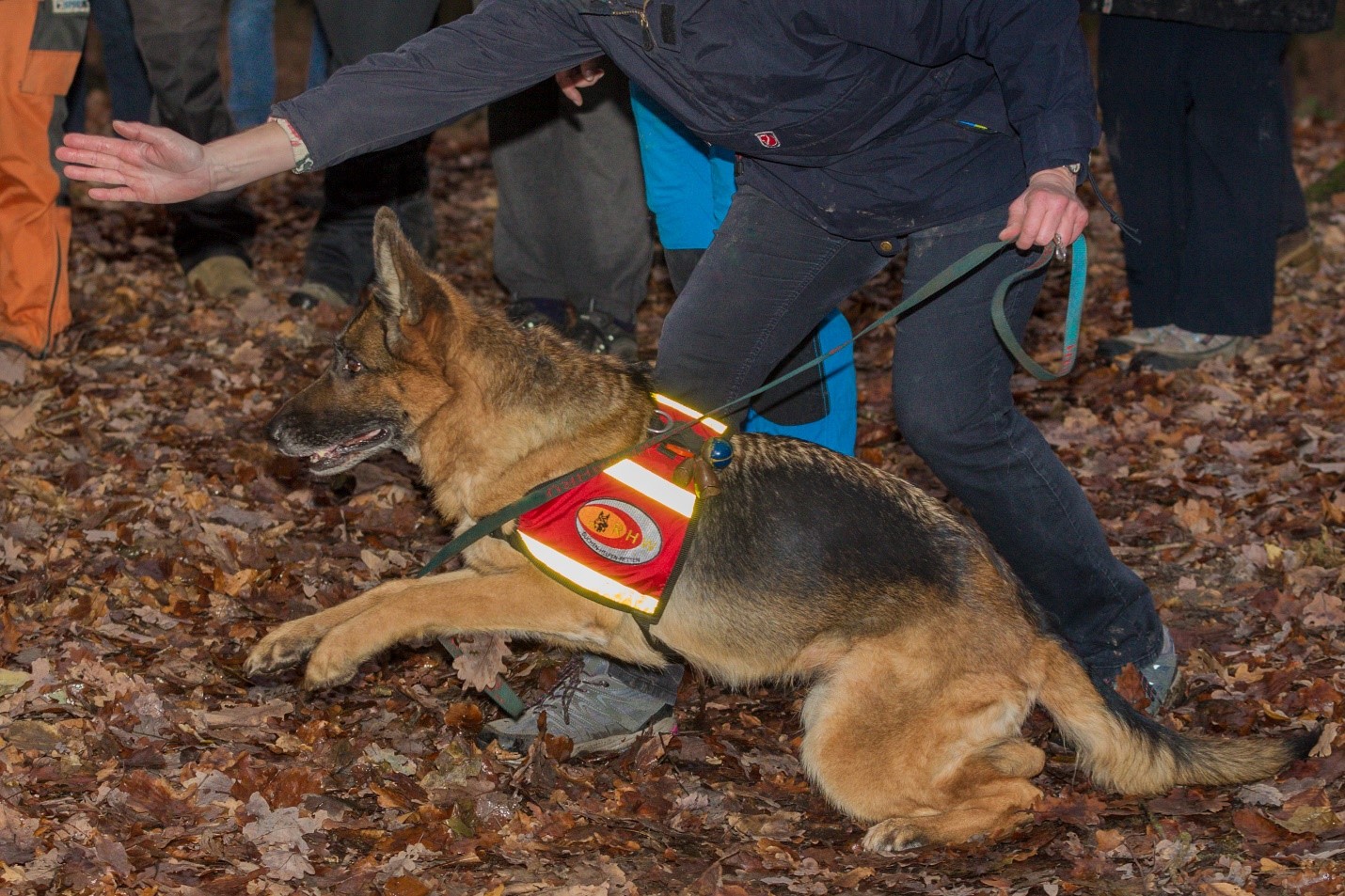 Elective Advanced Therapies in Working Dog Rehabilitation Working
