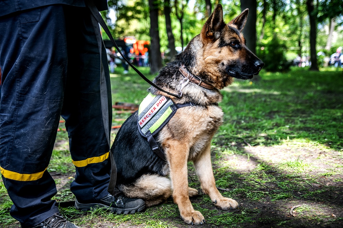 Elective Working Dog Nutrition Working Dog Practitioner Program