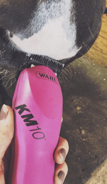 Product Review: Wahl KM-10 Clippers – WORKING EQUESTRIAN