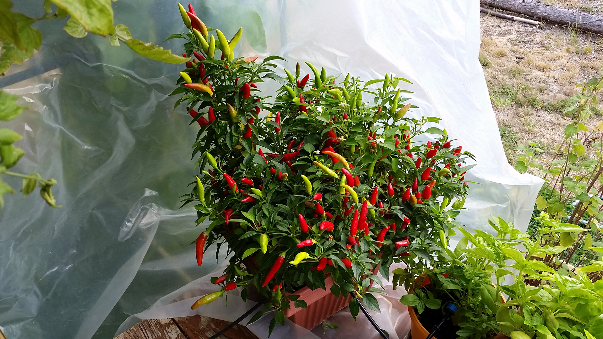 Chili Peppers And Horses! Working Equitation Simplified