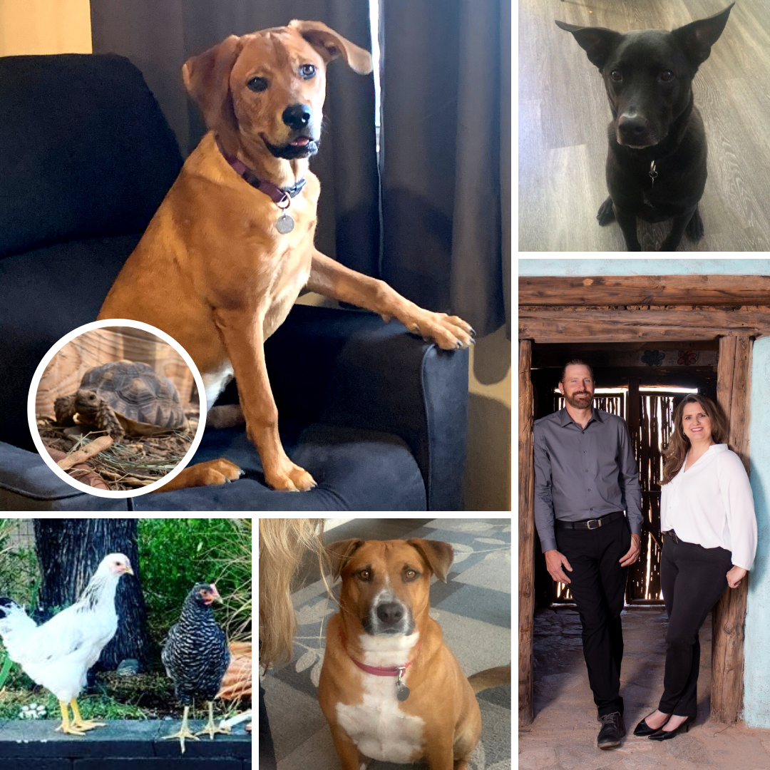 Meet Our Pack Working For Wags dog walking & pet siting.