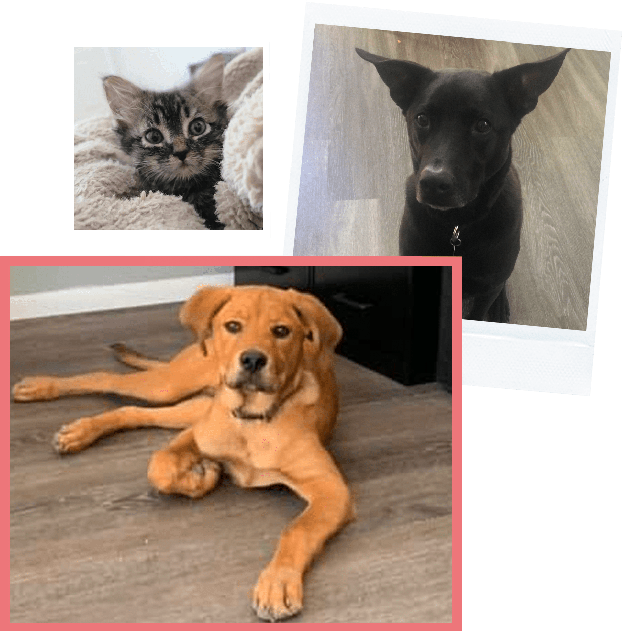 Working For Wags dog walking & pet siting. Overnight Pet Sitting