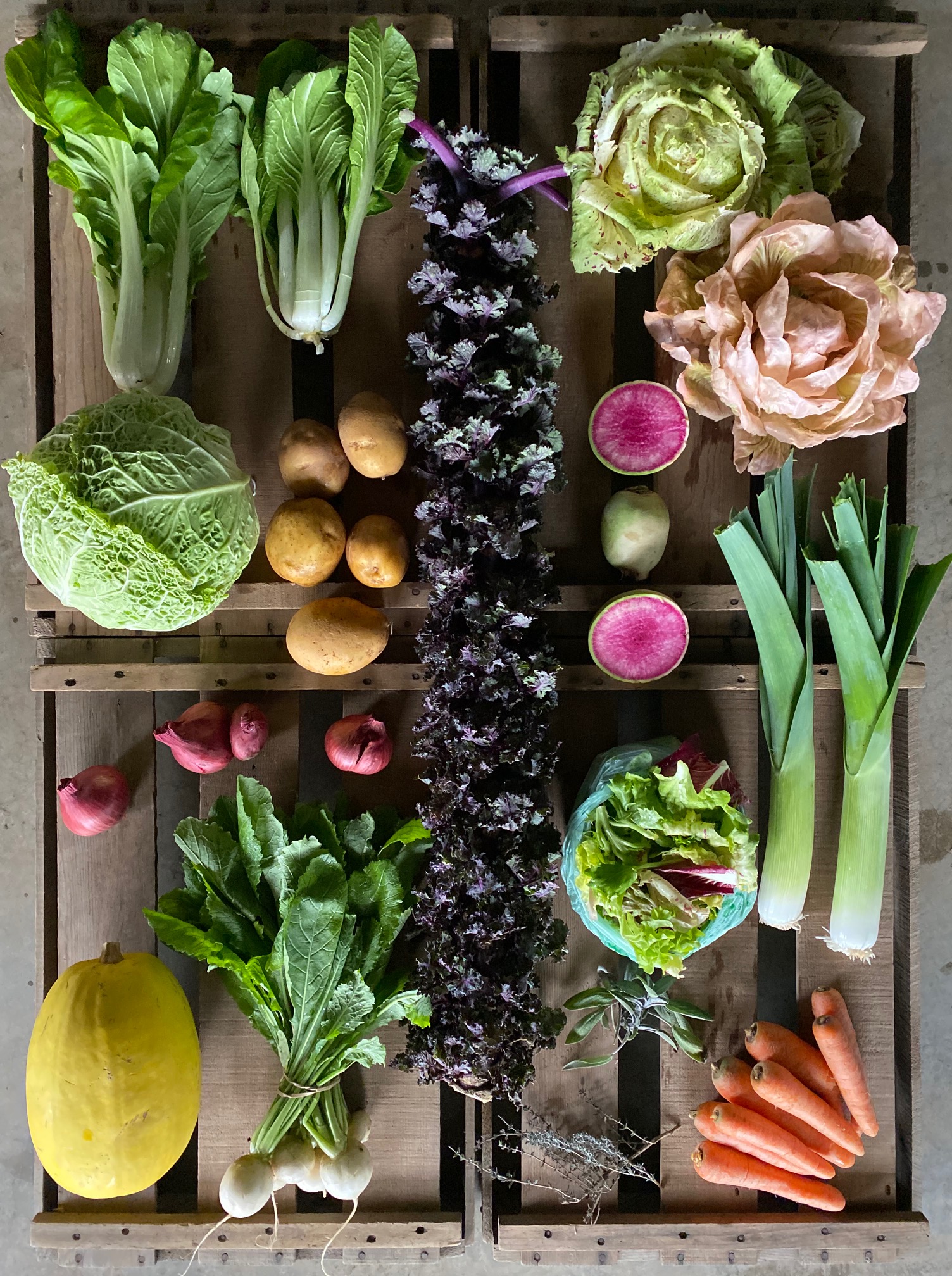 Winter CSA working hands farm