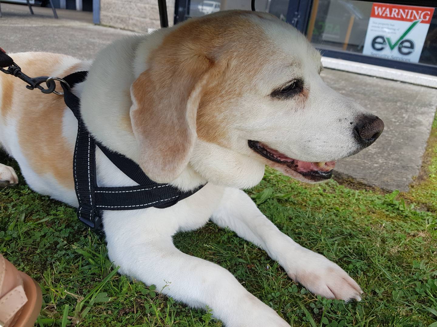 Dog Walking on the Central Coast Working K9 Team