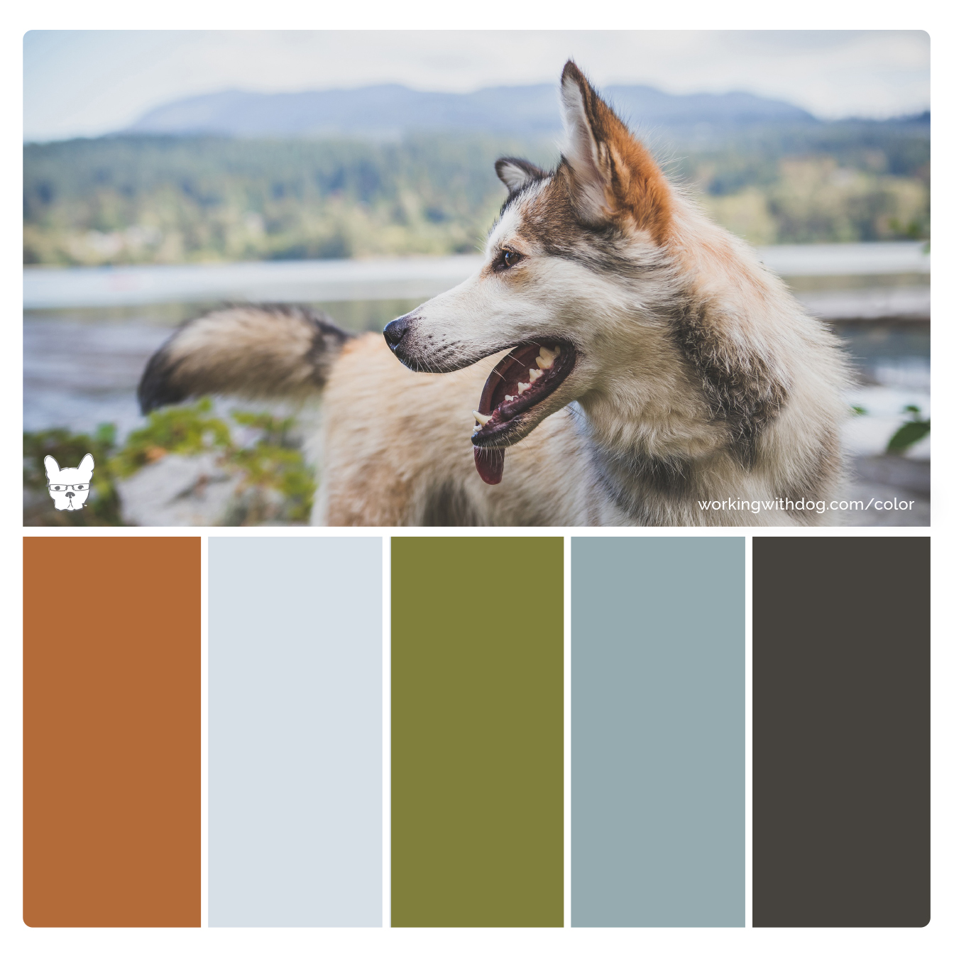 Color Palettes for Pet Brands