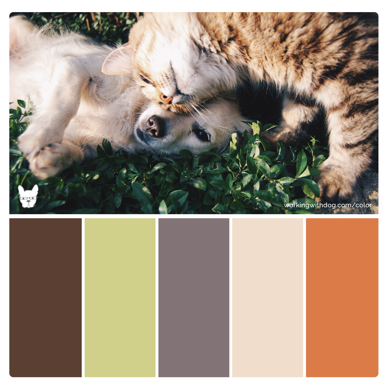 Color Palettes for Pet Brands