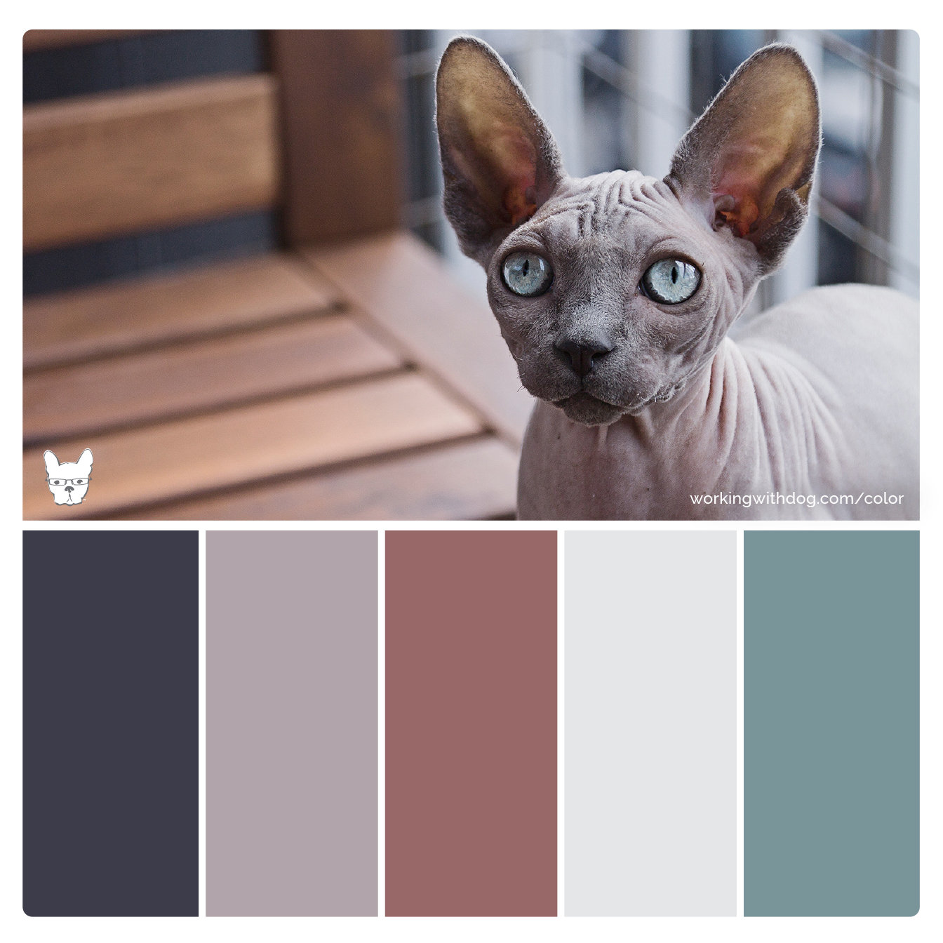 Color Palettes for Pet Brands