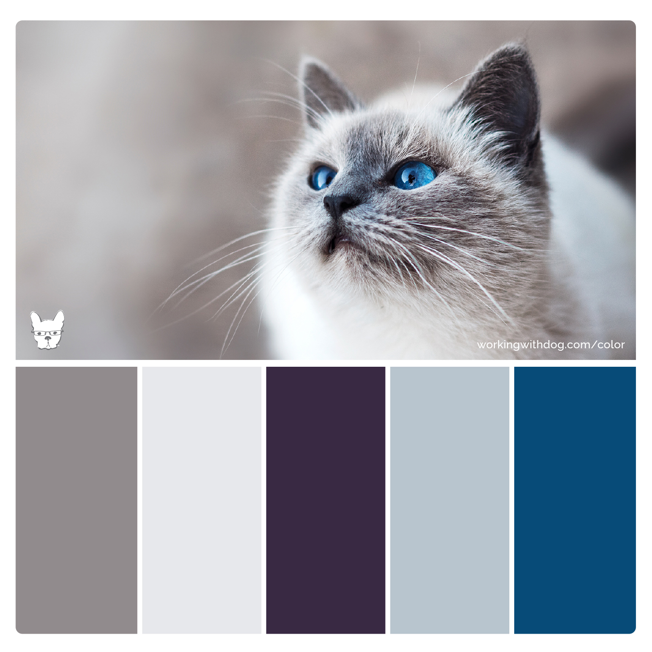 Color Palettes for Pet Brands