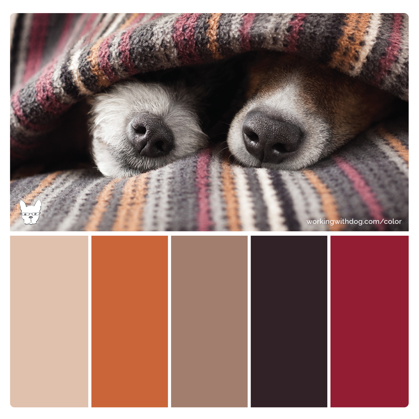 Color Palettes for Pet Brands