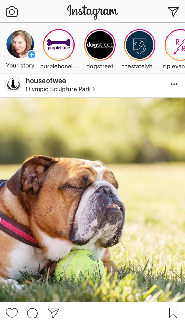 10 Fast Marketing Hacks for Pet Brands working with dog