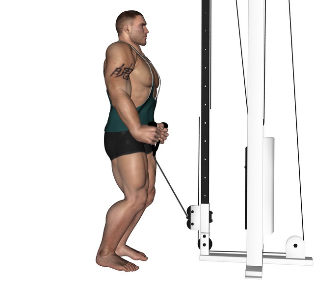 Hammer Curl Cable Rope Attachment