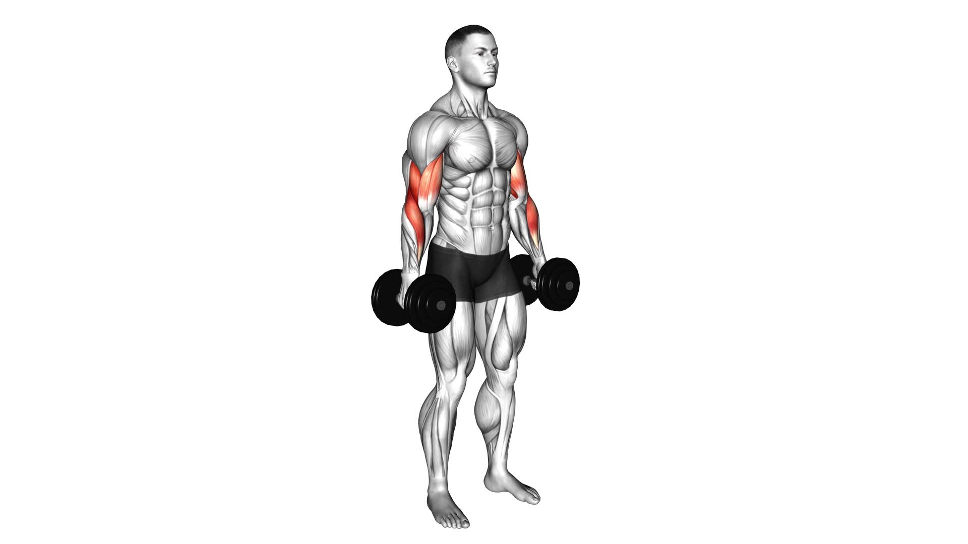 Dumbbell Hammer Curl Ultimate Guide & Tips