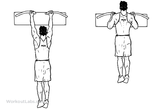 Chinup / Reverse Close Grip Pullup Illustrated Exercise guide