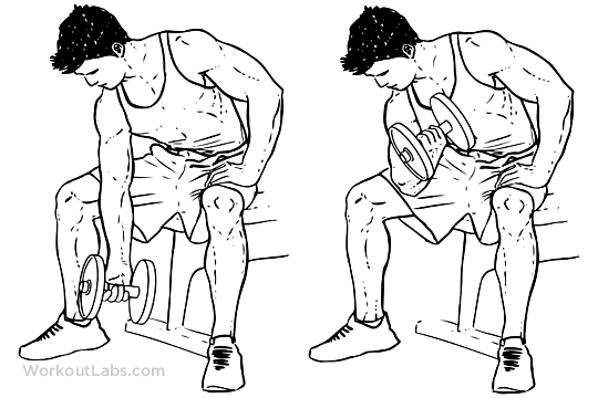 Seated Dumbbell Concentration Curls WorkoutLabs