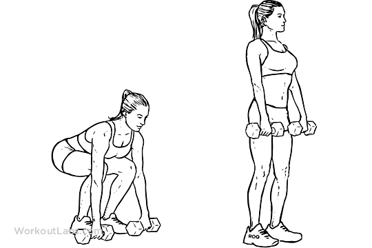 Dumbbell Deadlift Illustrated Exercise guide WorkoutLabs