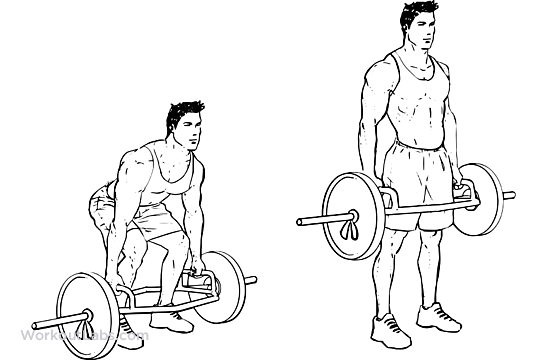Hex / Trap Bar / Cage Deadlifts / Squats WorkoutLabs