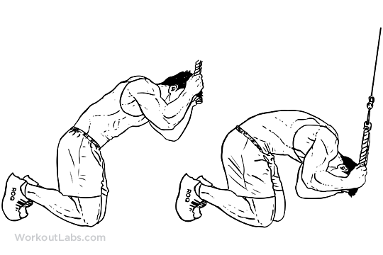Kneeling Cable Crunches WorkoutLabs