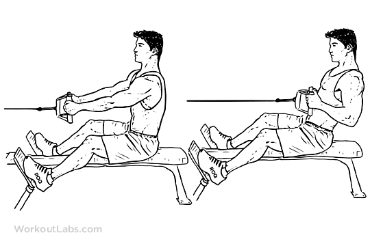 Seated / Low Cable Row Illustrated Exercise guide WorkoutLabs