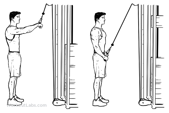 Straight Arm Pulldown Illustrated Exercise guide WorkoutLabs